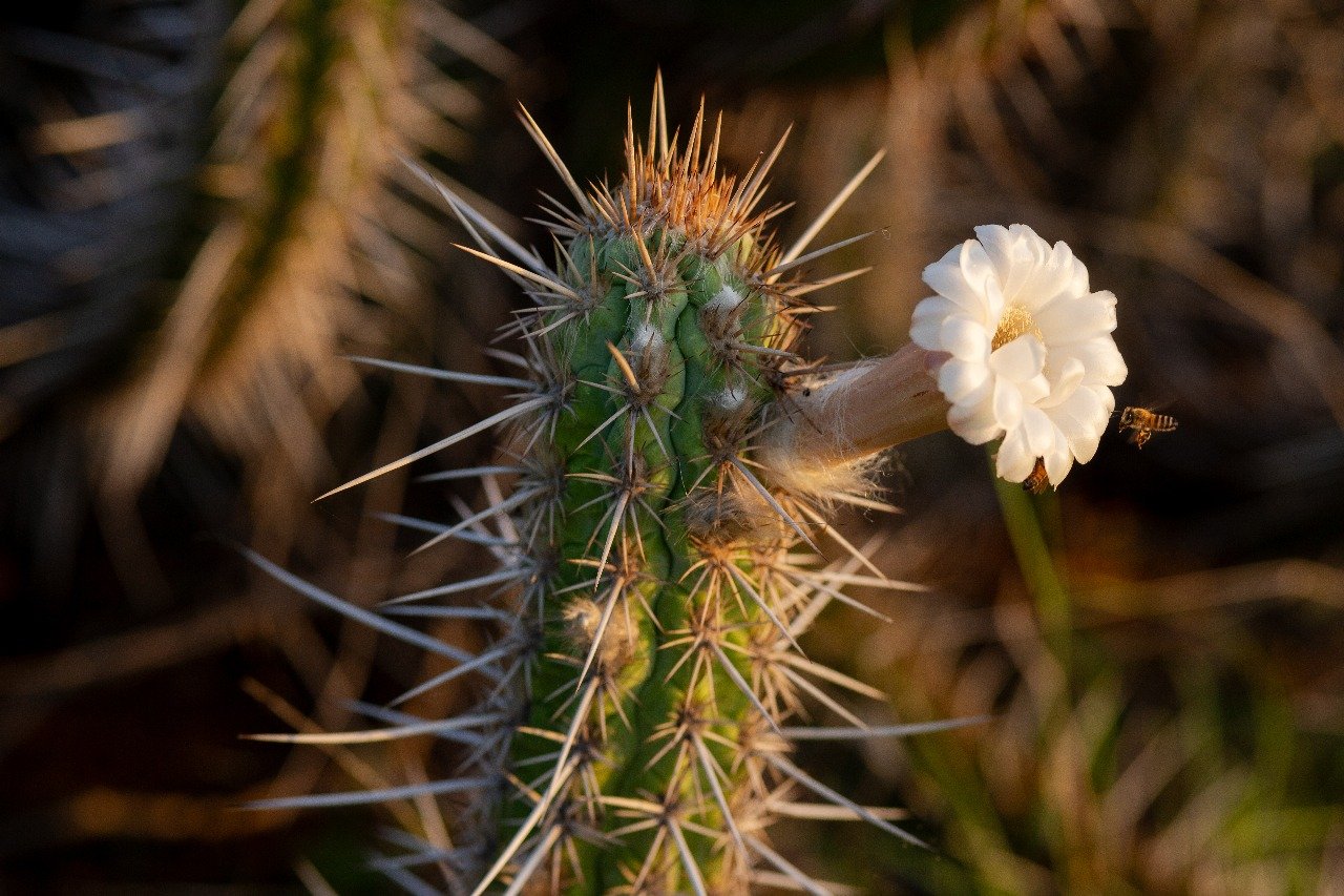 Programa de sustentabilidade para empreendedores, o Inova Caatinga, prorroga inscrições
