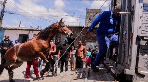Condutores de tração animal cadastrados no censo promovido pela Prefeitura do Recife iniciaram entrega voluntária de cavalos e carroças, nesta sexta-feira (7)