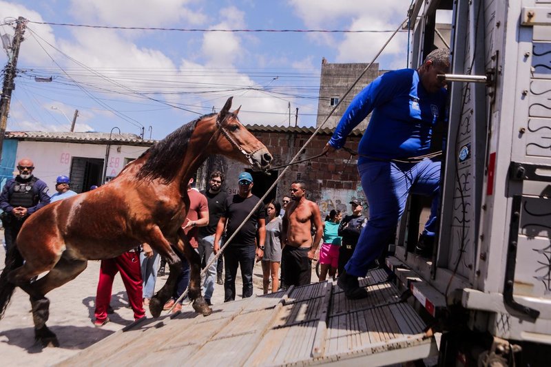 Condutores de tração animal cadastrados no censo promovido pela Prefeitura do Recife iniciaram entrega voluntária de cavalos e carroças, nesta sexta-feira (7)