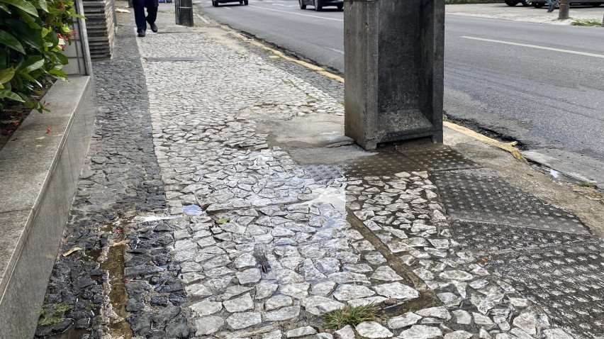 CAROLINA REIS / VOZ DO LEITOR