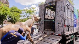 Nova rodada do censo para carroceiros da Prefeitura do Recife segue até 10 de dezembro