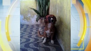 atropelamento-animal