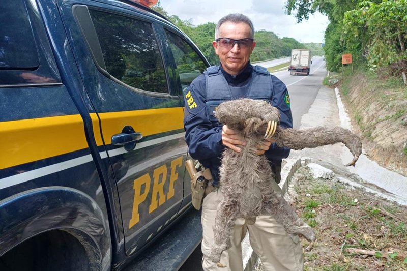 Resgate do bicho-preguiça feito pela PRF