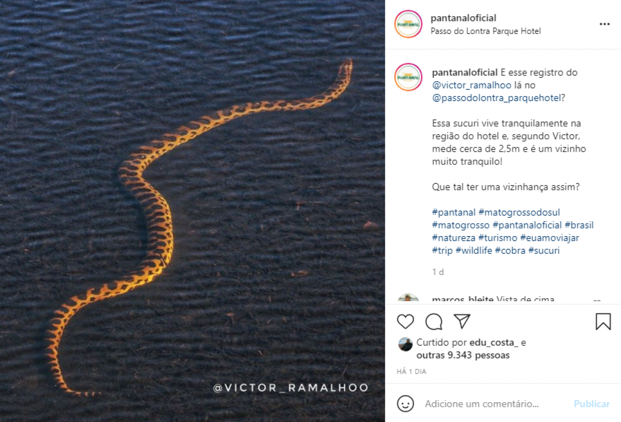 Sucuri de 2,5 metros é flagrada em lago de hotel no Mato Grosso do Sul