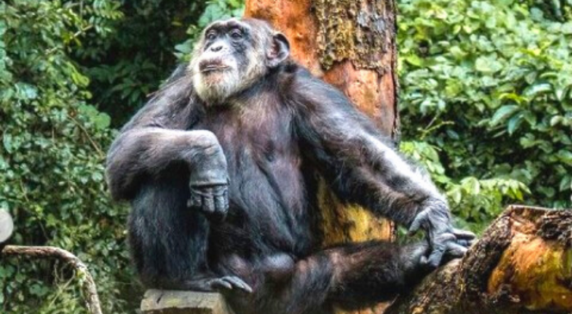 Chimpanz&eacute; Sena, mais antigo morador do Parque Dois Irm&atilde;os
