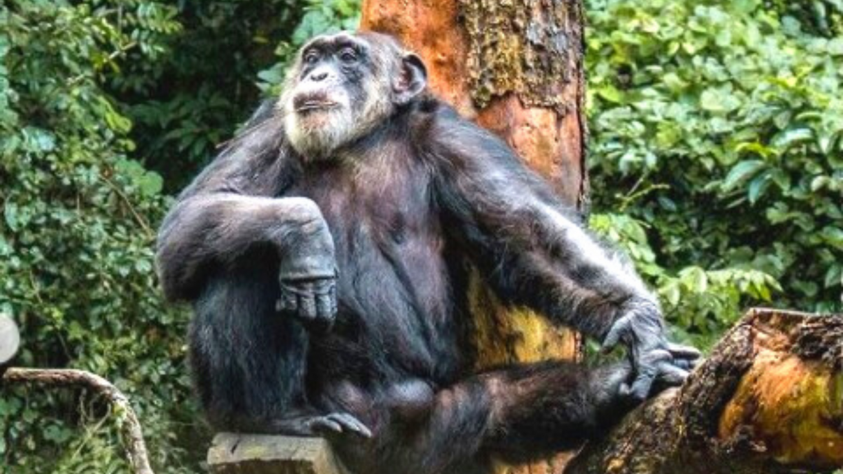 Parque Dois Irmãos acolhe 'Liz', uma bebê macaco de espécie