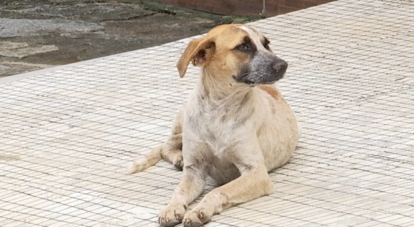 Popula&ccedil;&atilde;o de Alto do Bonito tem medo de mais c&atilde;es serem envenenados