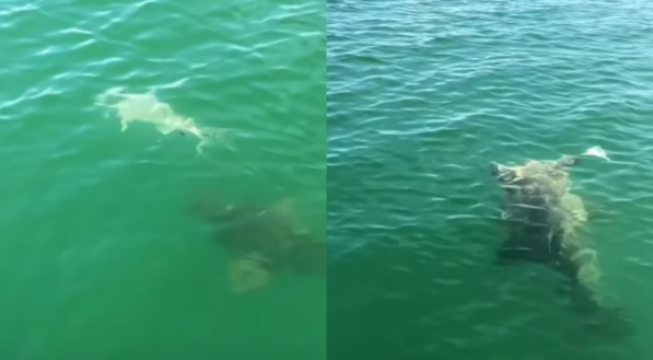 Vídeo: garoupa-gigante devora tubarão inteiro e surpreende pescadores