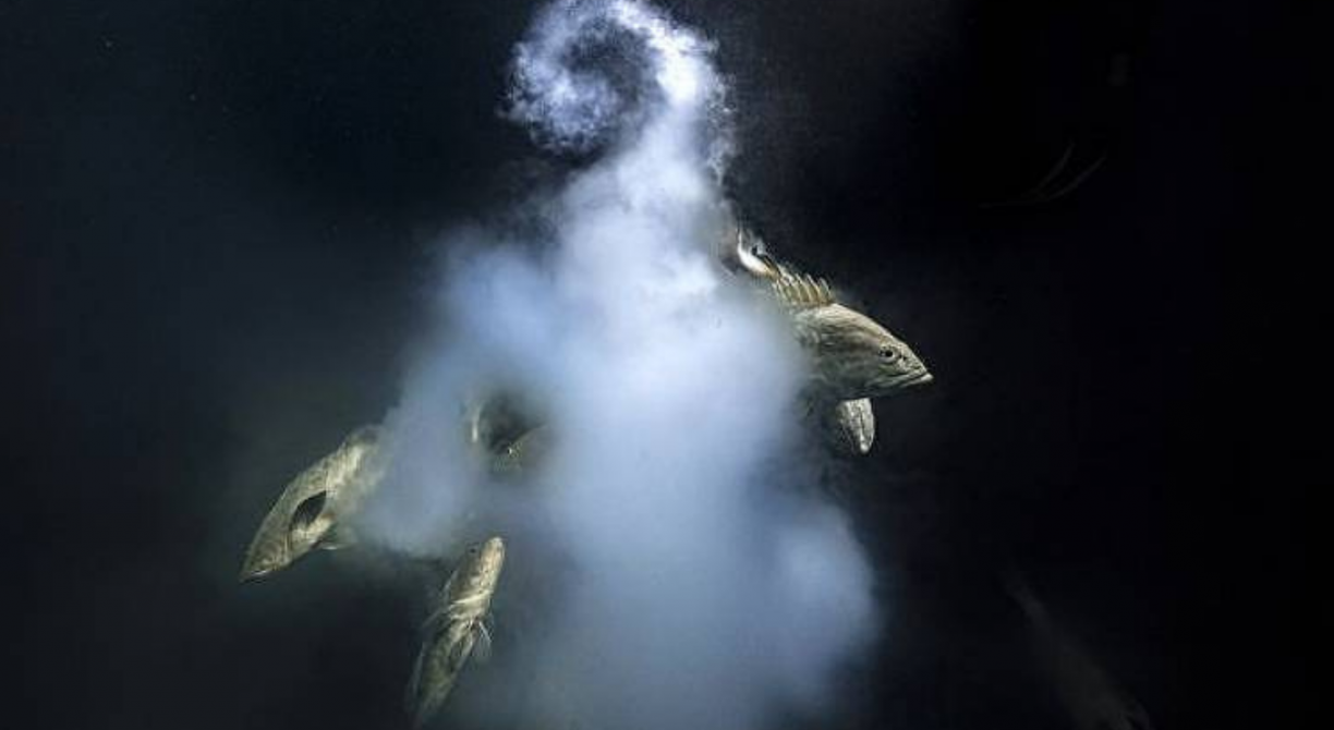 Imagem de peixes fazendo 'sexo explosivo' vence concurso de fotografia; veja a foto
