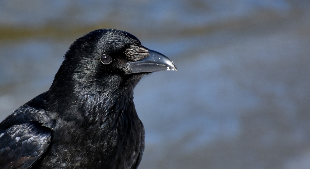 Corvos que falam como seres humanos: inteligência da ave surpreende e vira alvo de experiências
