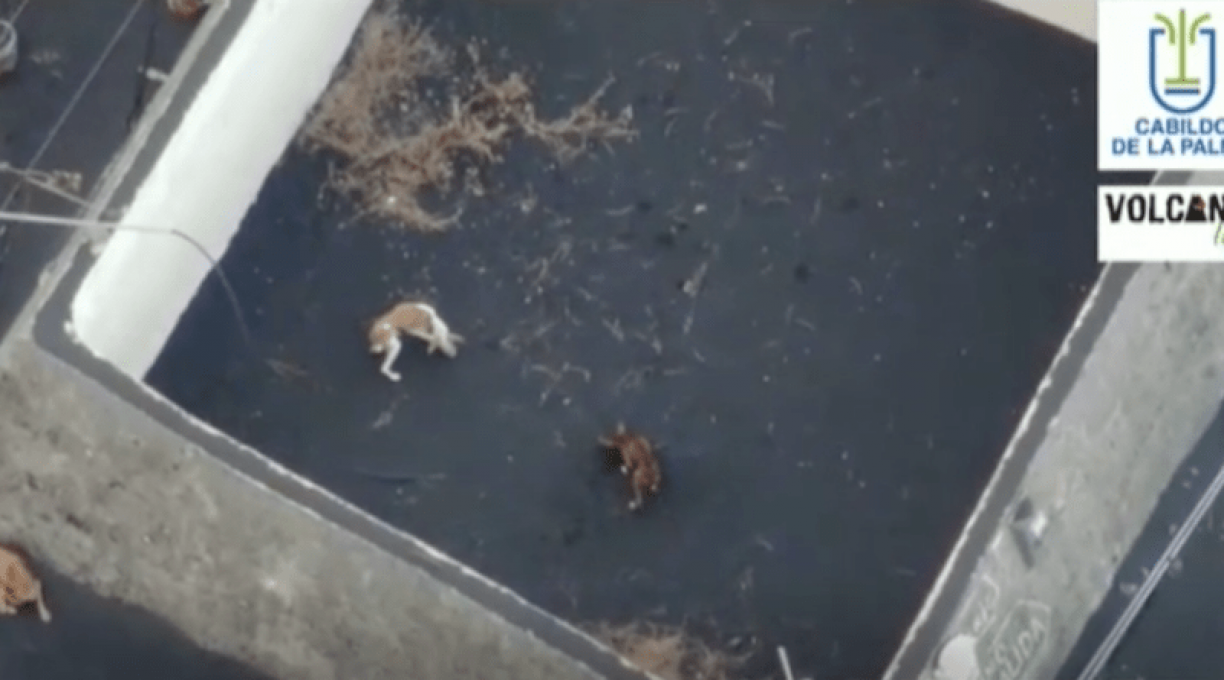 Drones recebem autorização para resgatarem cães isolados por vulcão em La Palma