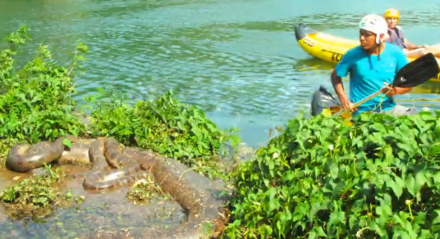 As sucuris gigantes já fazem parte do cotidiano de quem faz rafting no Rio Formoso, em Bonito. 
