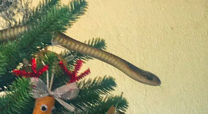 Cobra venenosa &eacute; encontrada em &aacute;rvore de Natal