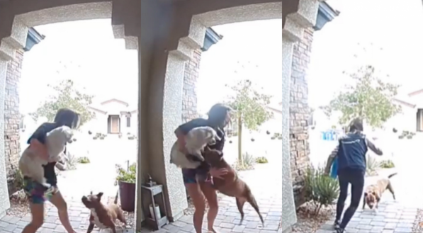 Casos de ataques de pitbulls têm sido comuns no Brasil