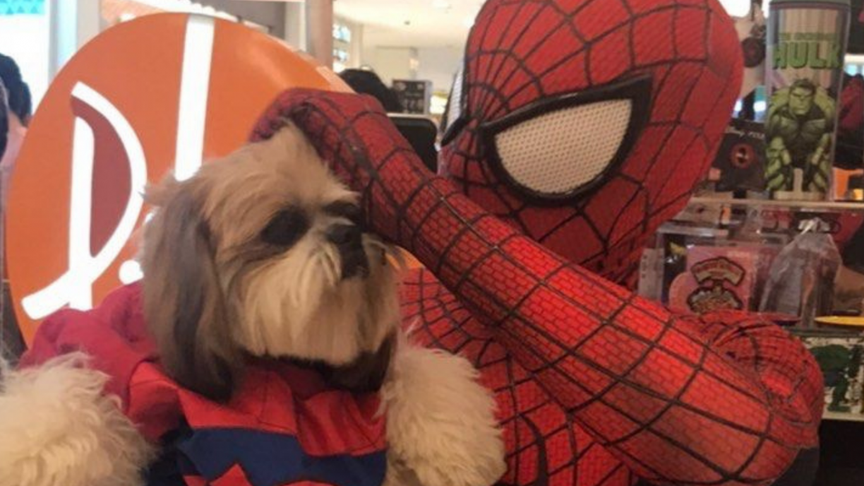 VÍDEO: Cachorro fã do Homem-Aranha encontra seu ídolo no Recife