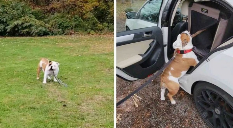 Cachorro tenta levar graveto enorme no carro