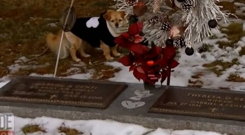 Cachorrinha Dita perto da sepultura de sua ex-tutora
