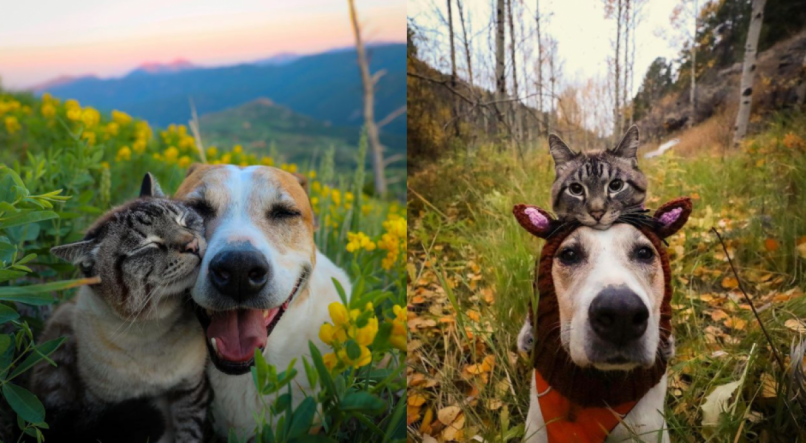 A dupla de animais se tornou uma sensação no Instagram 