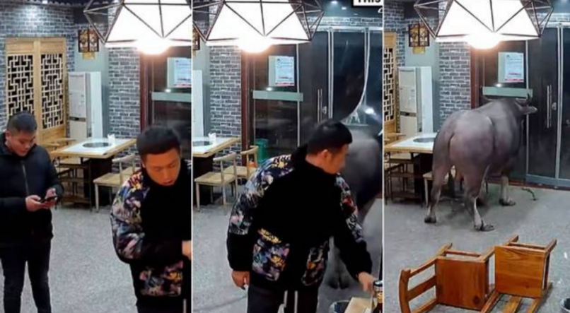 Búfalo atacando homem em restaurante