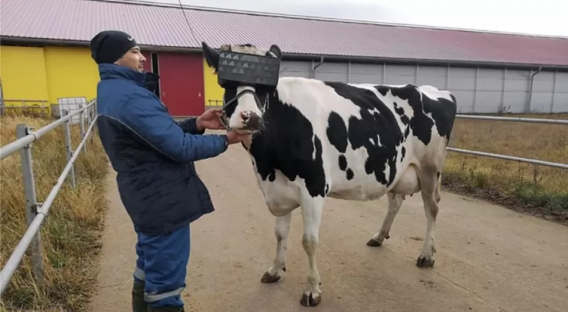 Vacas na Rússia também já passaram por experiência semelhante com óculos de realidade virtual 