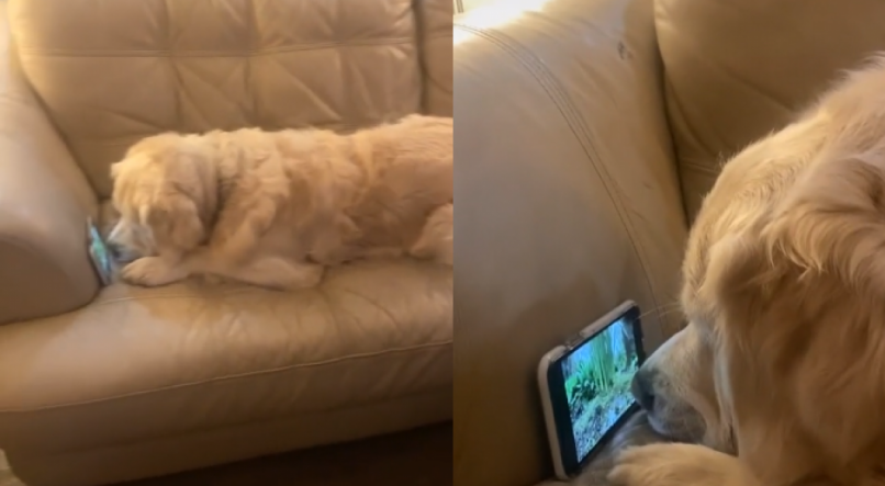 Cachorro fica vidrado em vídeo que reproduz imagens de esquilos no celular