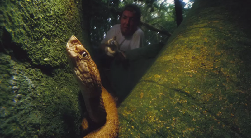 Ilha brasileira tem a maior concentração de cobras do mundo 