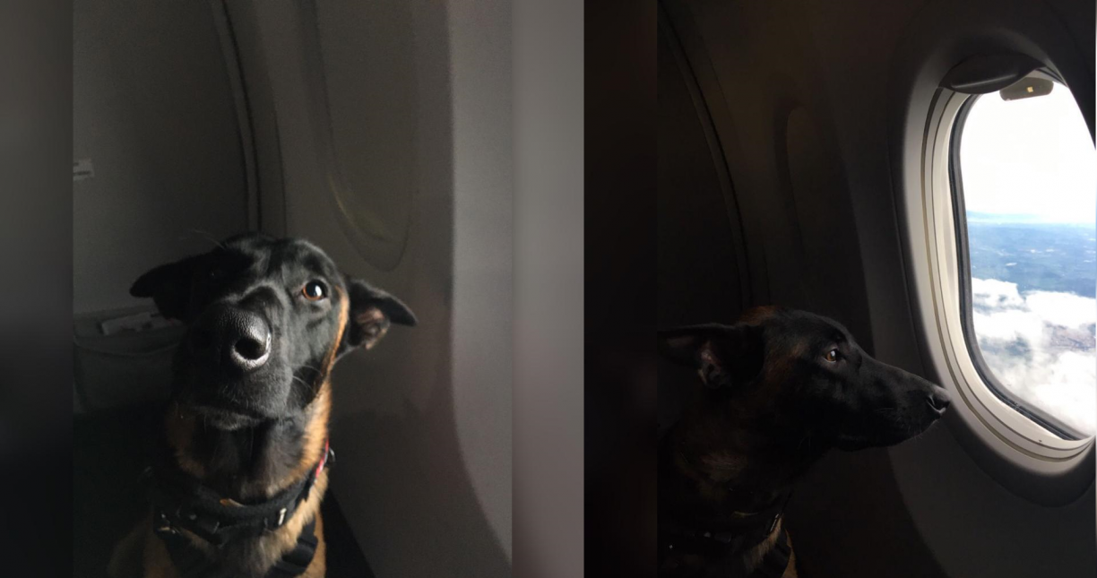Passageiro autista recebe autorização judicial para embarcar em voo com seu cão de apoio emocional