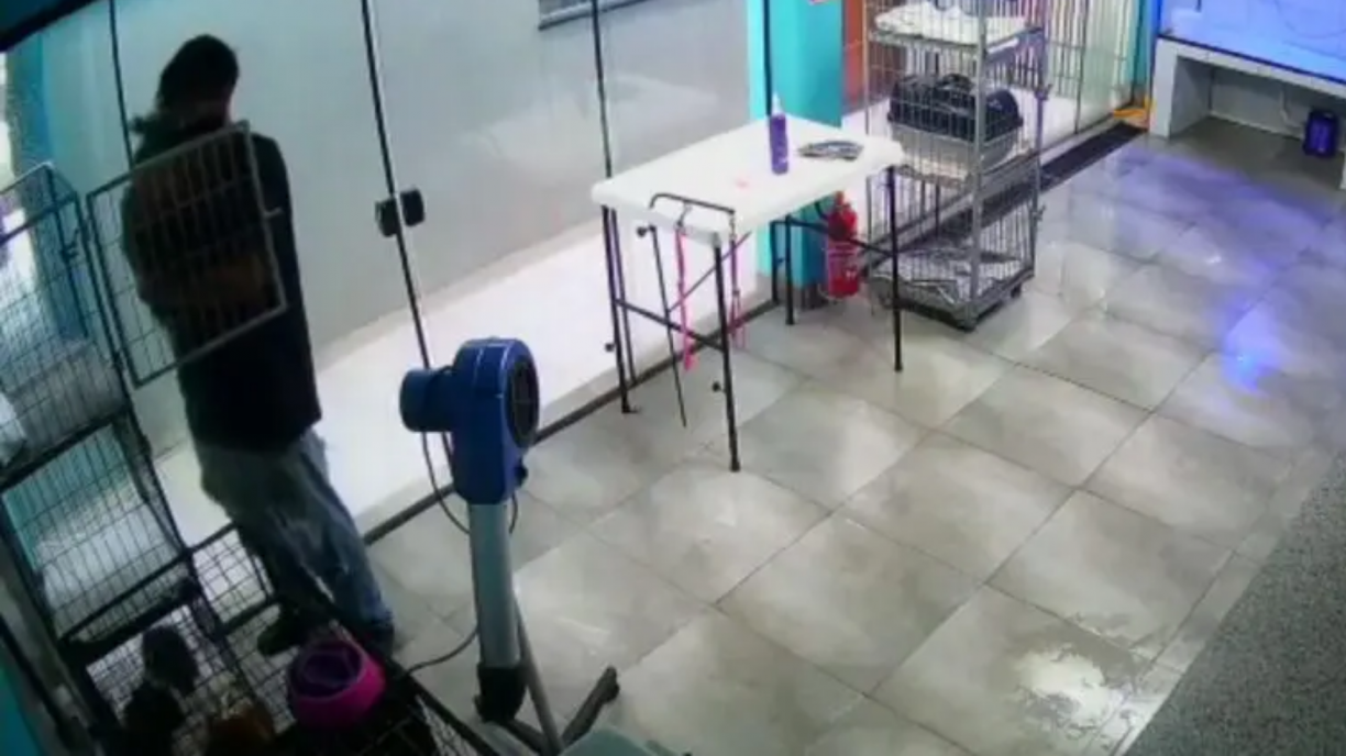  VÍDEO: Câmera flagra funcionário de pet shop dançando com cachorrinha