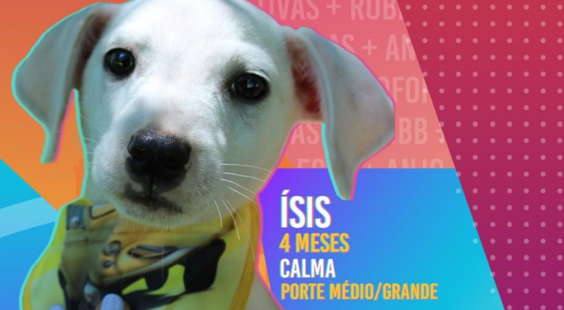 Ísis, uma das cachorrinhas participantes do Big Dog Brasil 