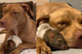Pets