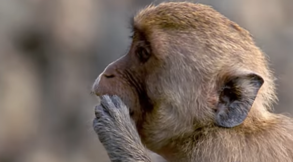 Nat Geo Wild/Reprodução Youtube