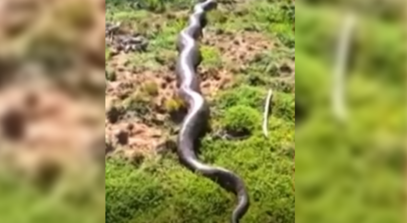O trabalhador conhecido como Zé Lagoa flagrou a cobra enorme em uma vegetação dos Canyons do Engano, no Mato Grosso do Sul