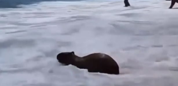 Vídeo mostra capivara se refrescando na praia de Santa Clara