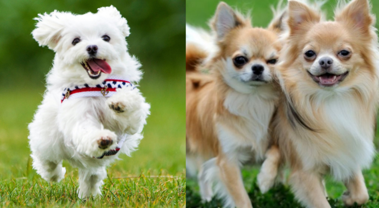 PETS: conheça as 5 raças de cachorros que vivem mais