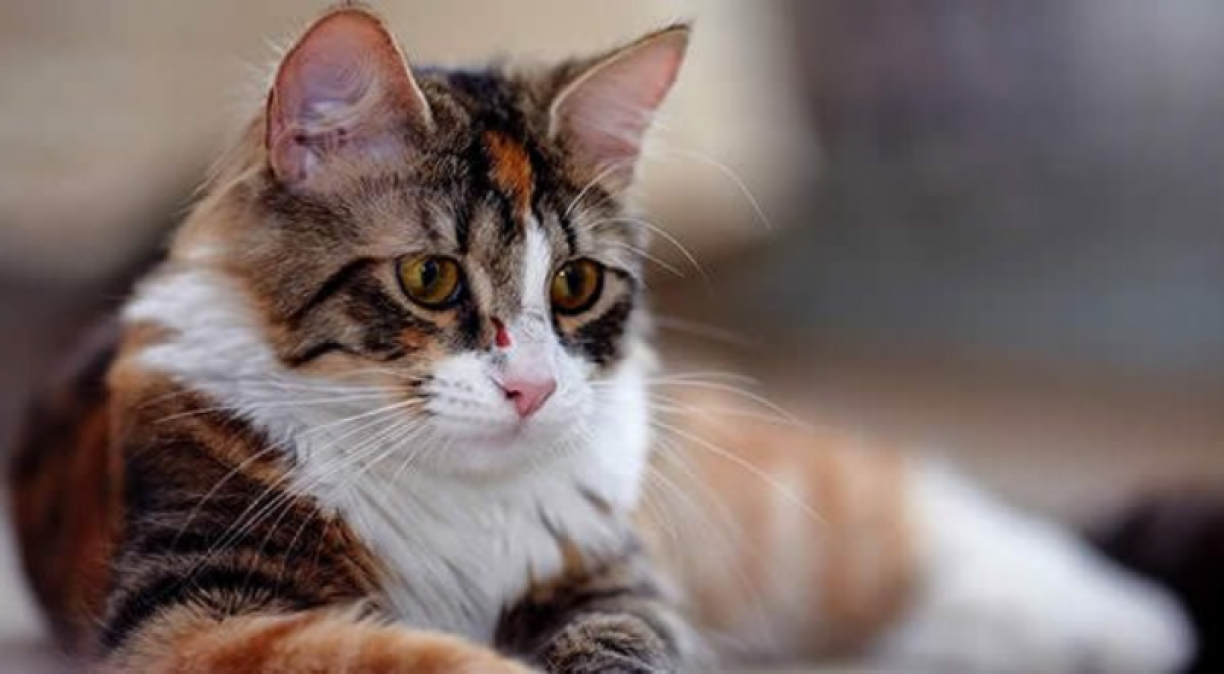 Esporotricose em gatos: reconheça os primeiros sinais da doença nos felinos