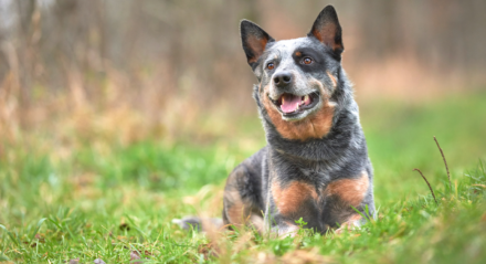 Cão - cães - cachorros - InfoEscola