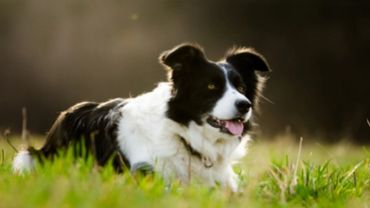 CACHORROS: Conheça as 5 raças de cães mais inteligentes do mundo