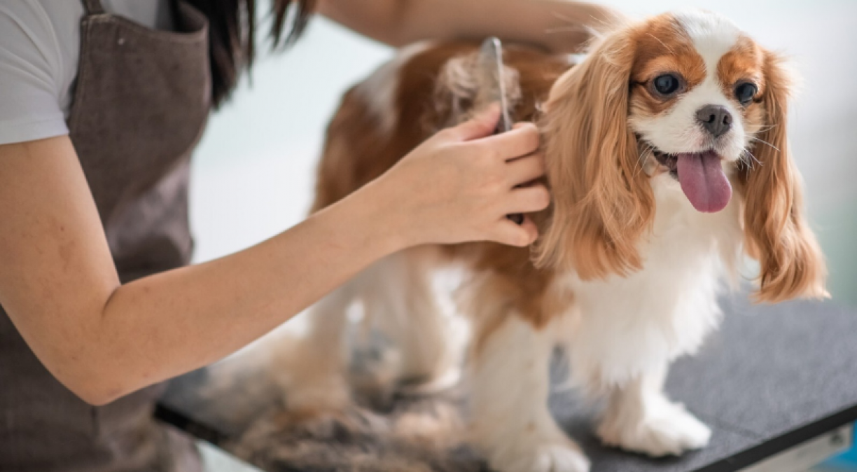 PETS: conheça 3 formas de se livrar dos pelos no seu sofá