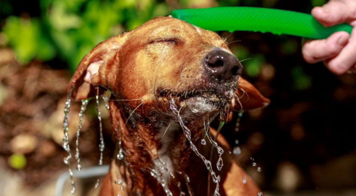 PETS: como deixar seu cachorro mais refrescado durante o calor em 6 passos