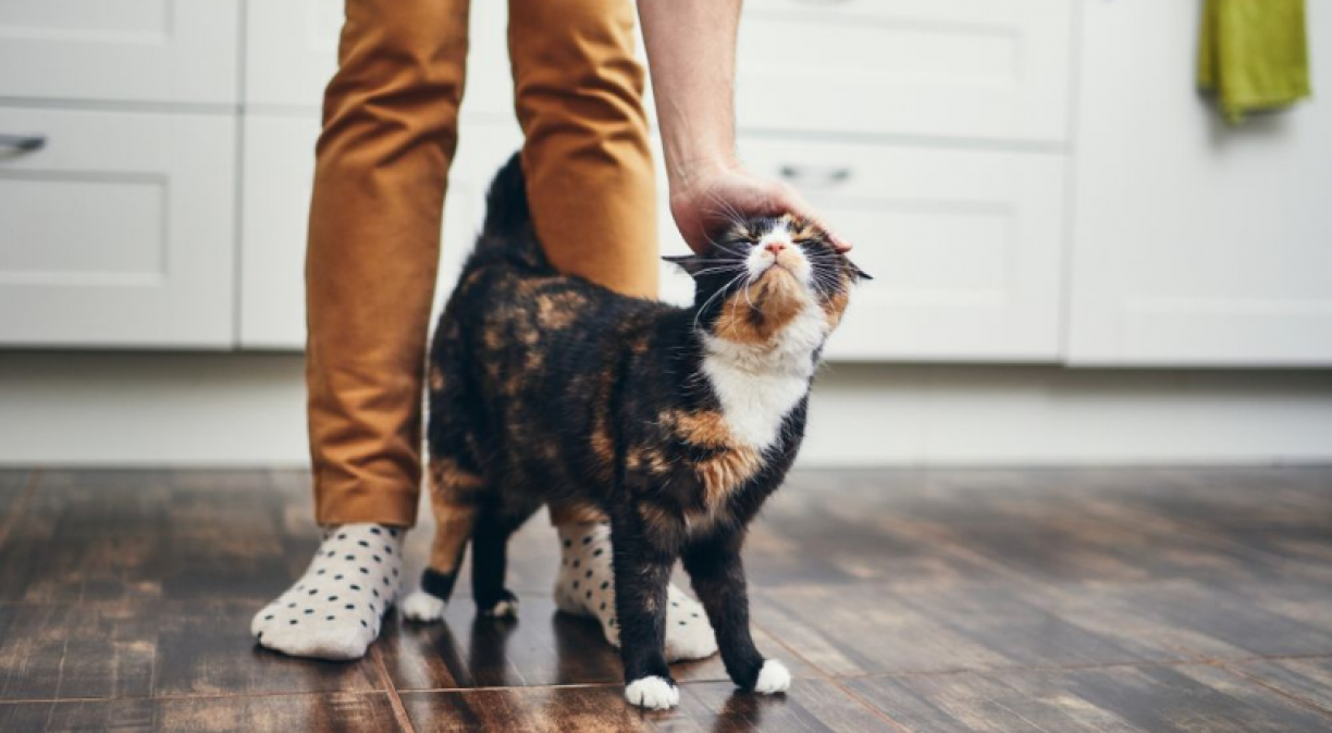 4 passos que você precisa seguir antes de adotar um gato