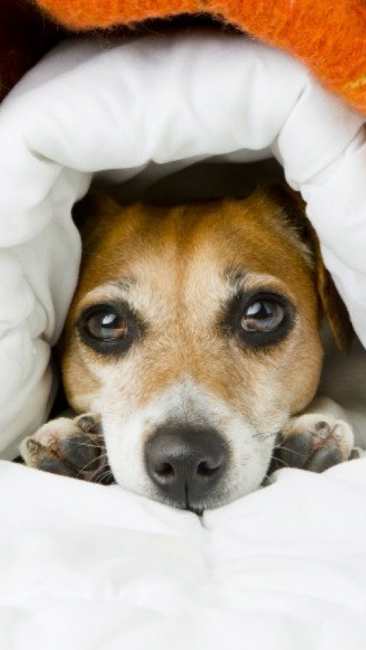 Cachorro gripado: sintomas e tratamentos