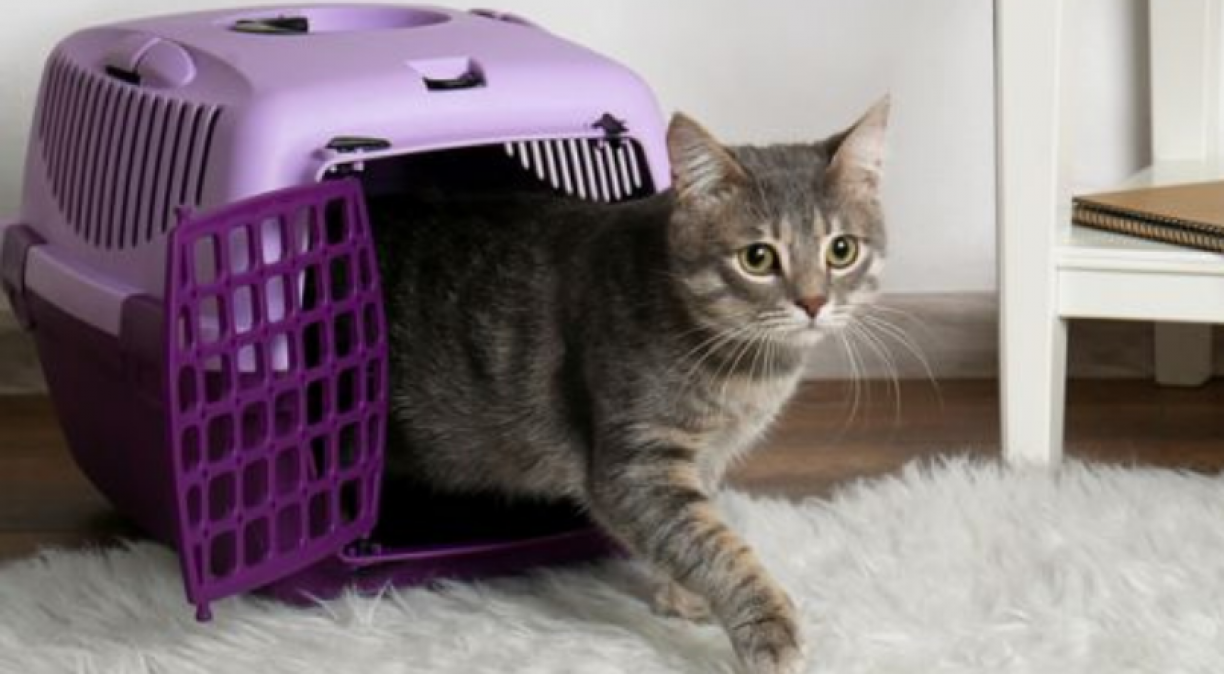 PETS: 5 atitudes para colocar em prática na hora de transportar seu gato