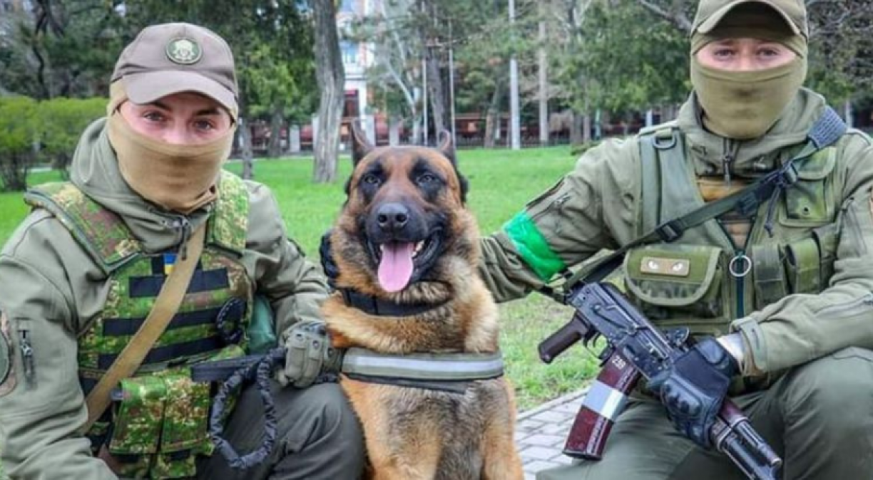 Abandonado pelos russos, cachorro é acolhido pelas tropas ucranianas; saiba mais