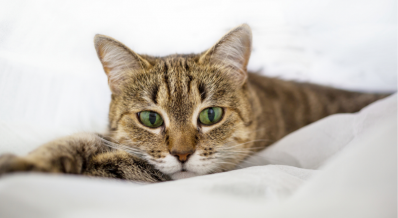 Confira alimentos proibidos para gatos.