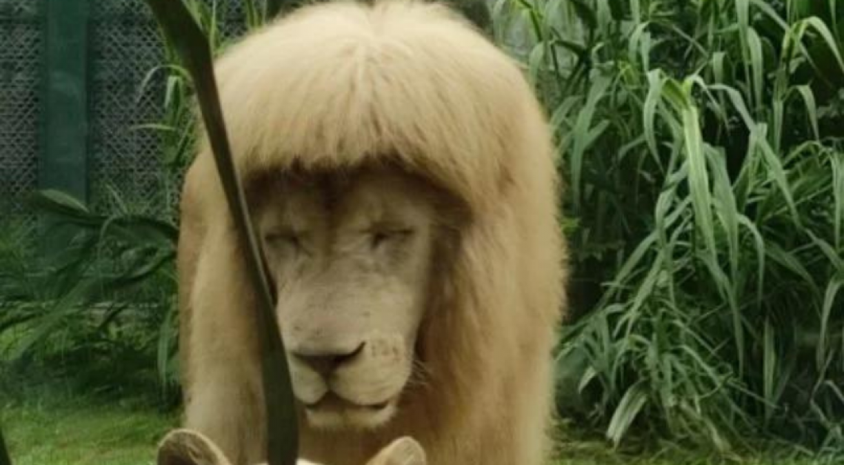 Leão com penteado inusitado chama atenção na web; confira
