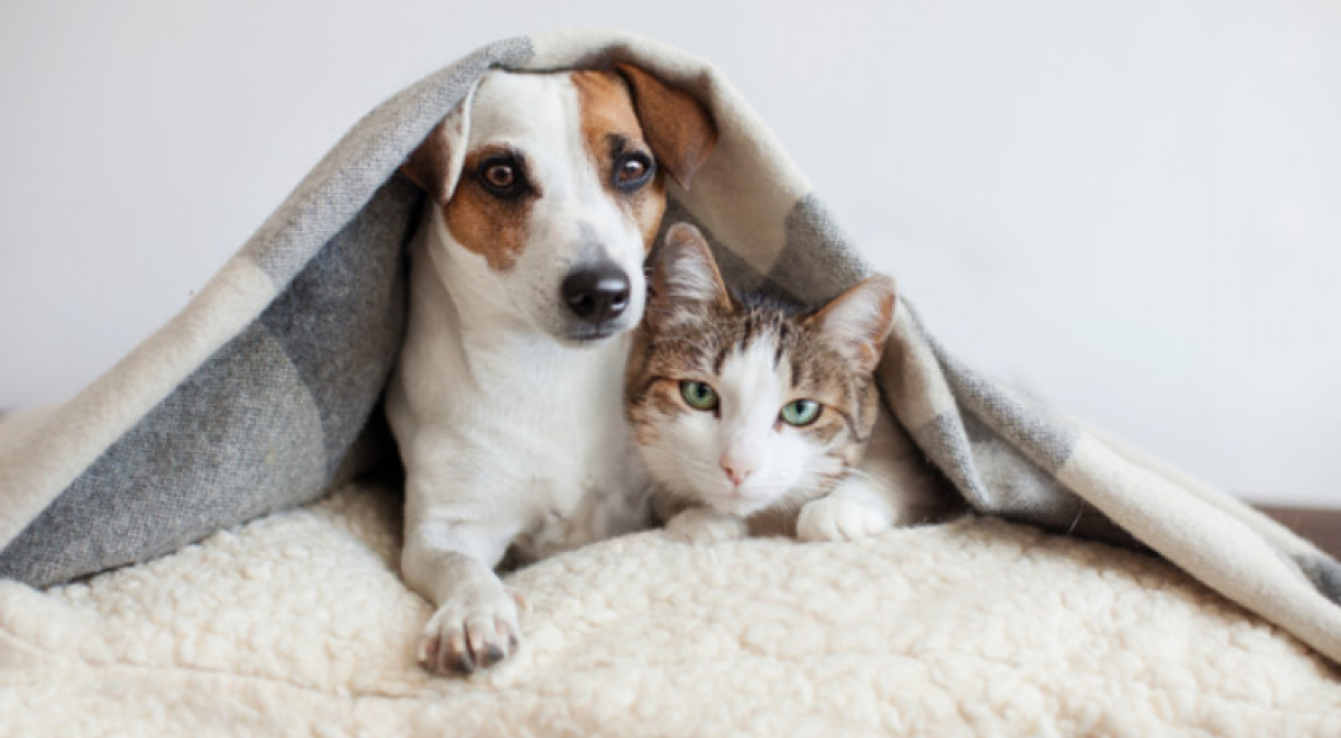 Qual é o pet ideal para você? Conheça as diferenças entre cães e gatos