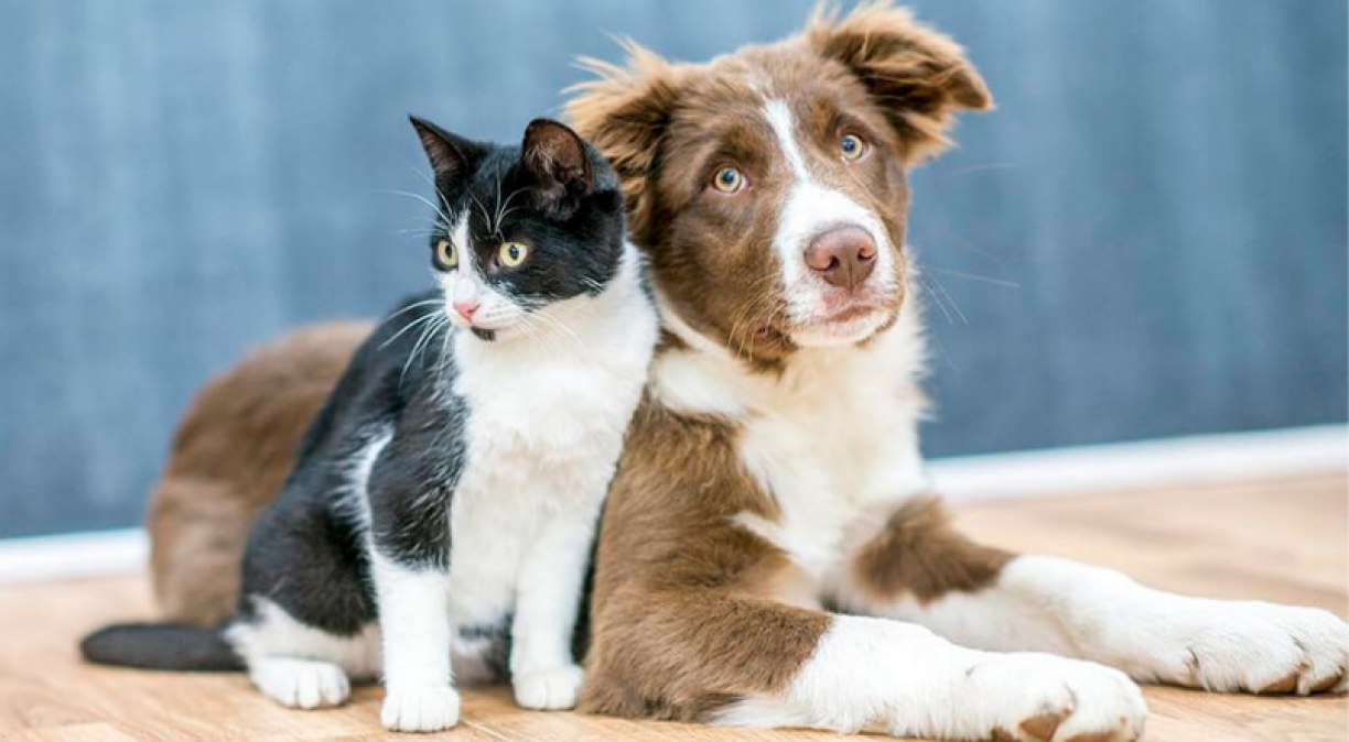 PETS: 6 diferenças entre gatos e cachorros para te ajudar a escolher o pet ideal
