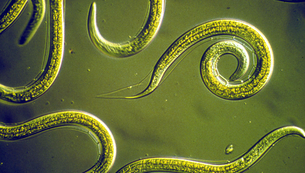 parasita