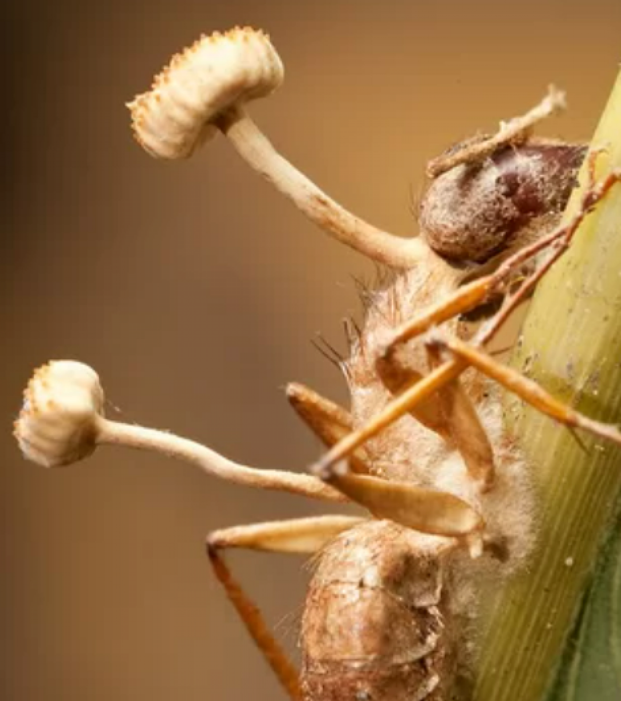 Hifas da Terra, la empresa de Galicia que cultiva cordyceps : «'The Last of  Us' no podría ocurrir nunca»