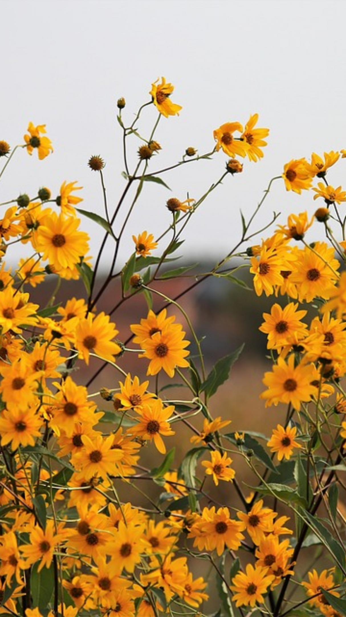 CH DE ARNICA PARA QUE SERVE Como preparar e quais os benef cios